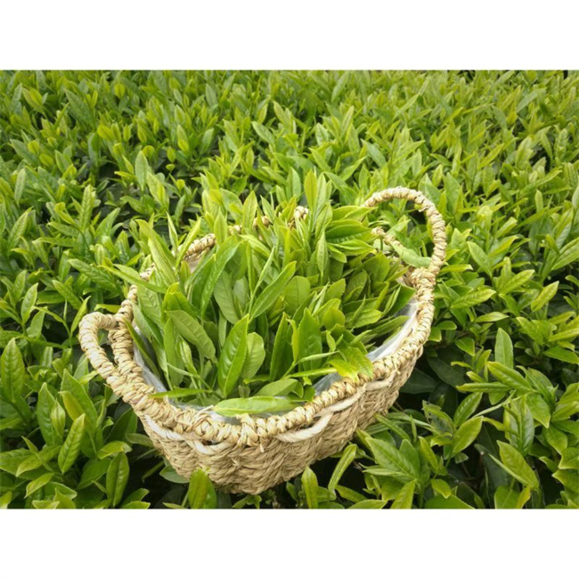 茶葉鮮芽
